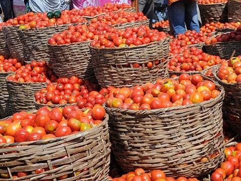 tomato 1