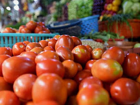 tomato
