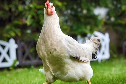 chickens