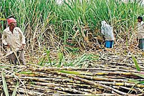 sugar cane