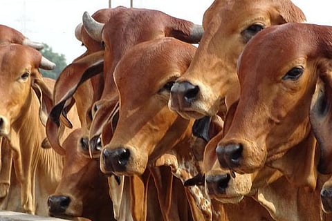Tirupati Laddu Row