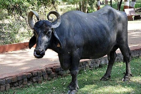 Buffalo theft for 'ransom' on rise in Morena 31 DEC 19