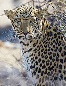 220px-African_Leopard_Near_Okevi_Waterhole_Etosha_Namibia