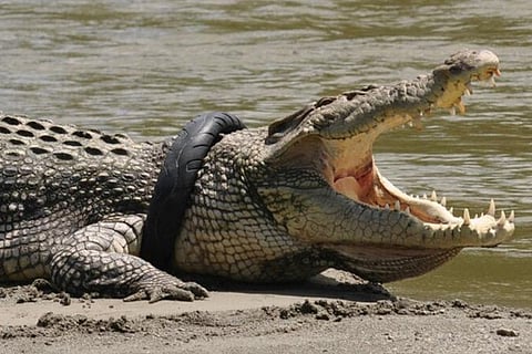 Crocodile