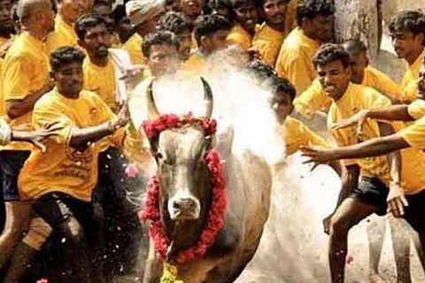 Jallikattu 15 Jan 20