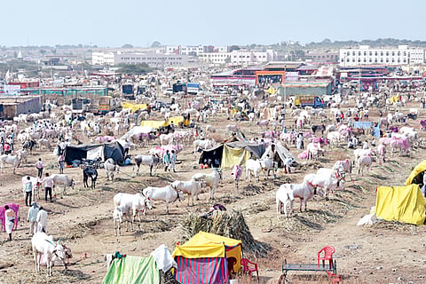 Kilari Rasu 13 Jan 20