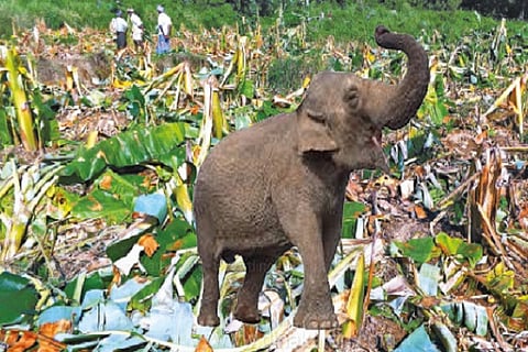 Wild elephant destroyed banana Plantation 2 14 JAN 20