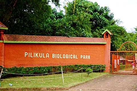 pilikula new