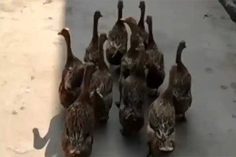 duck
