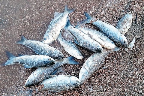 28 GAJENDRAGAD 1