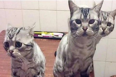 CATS 8 APR 20