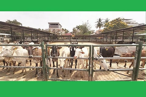 Koramangala Goshala 9 APR 20