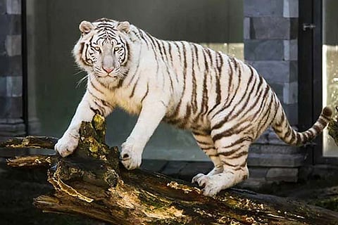 Tiger