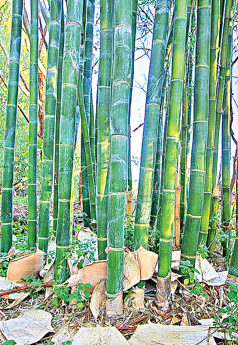 bamboo