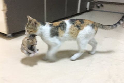 cat1final