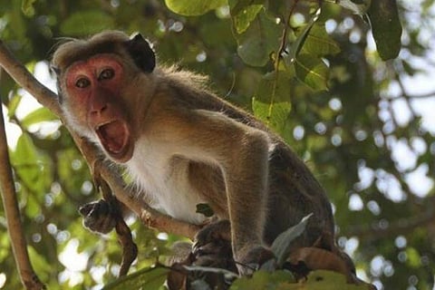 monkeyweb