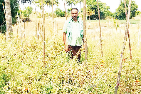 19 bgp agriculther news photo