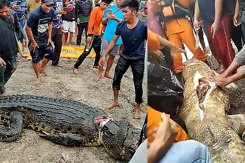 Crocodile