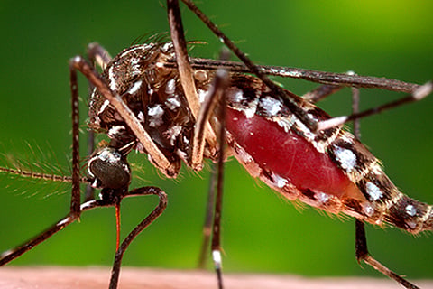 Dengue