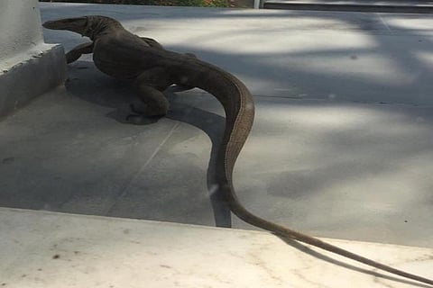Monitor lizard