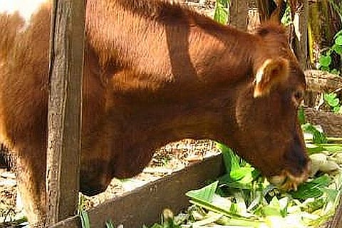 cows