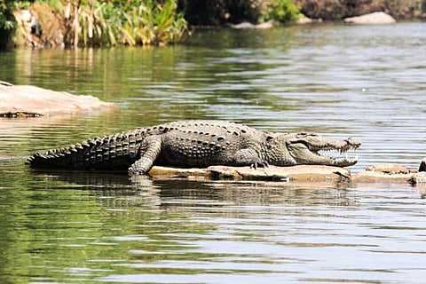 crocodile hunter