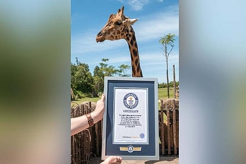 forest-tallest-giraffe