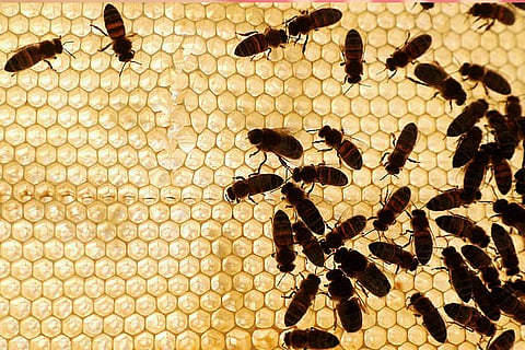 Insects