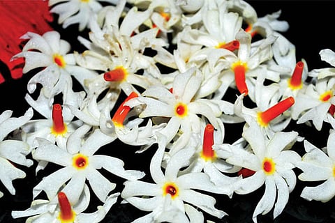 Parijatha