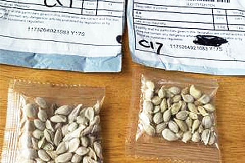 Seed