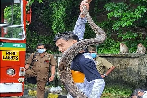 indian rock python