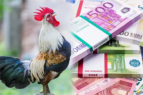 rooster