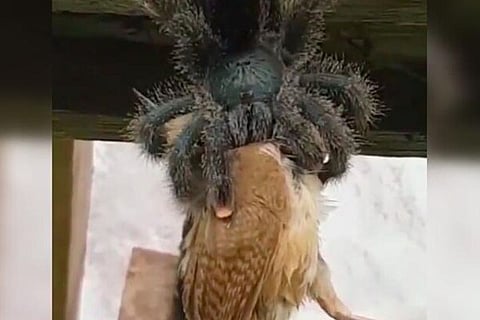 Spider