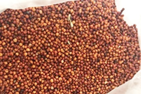 ragi