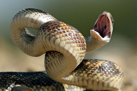 snakes