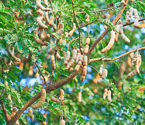 tamarind