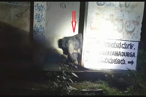 Bear Devarayanadurga