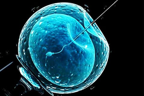 IVF