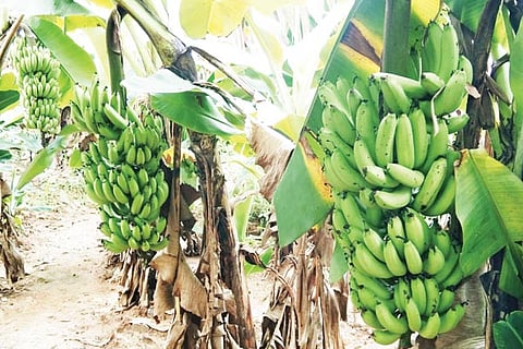 banana new