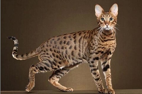 cat