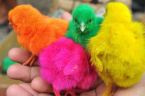 chicken