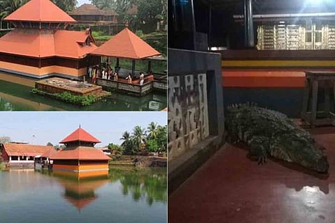 crocodile