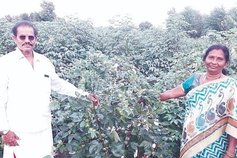 parasuramapura-cotton-crop-profit-farmers-couples