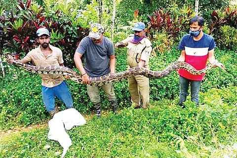python