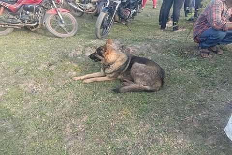 Dog
