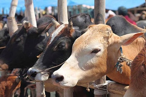 ಗೊಹಅತಯೆ