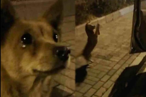 Dog