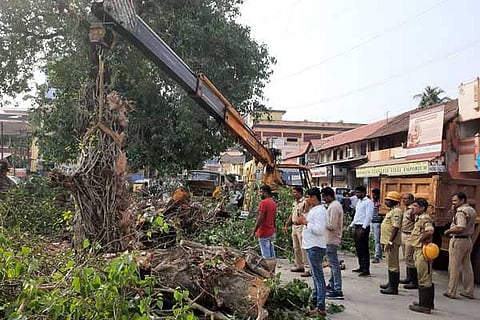 Mangalore tree fallen
