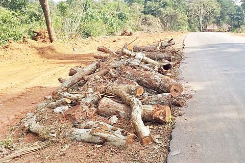tree cutting