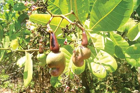 Cashew tree